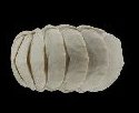 Представитель Семейства Ferreiraellidae